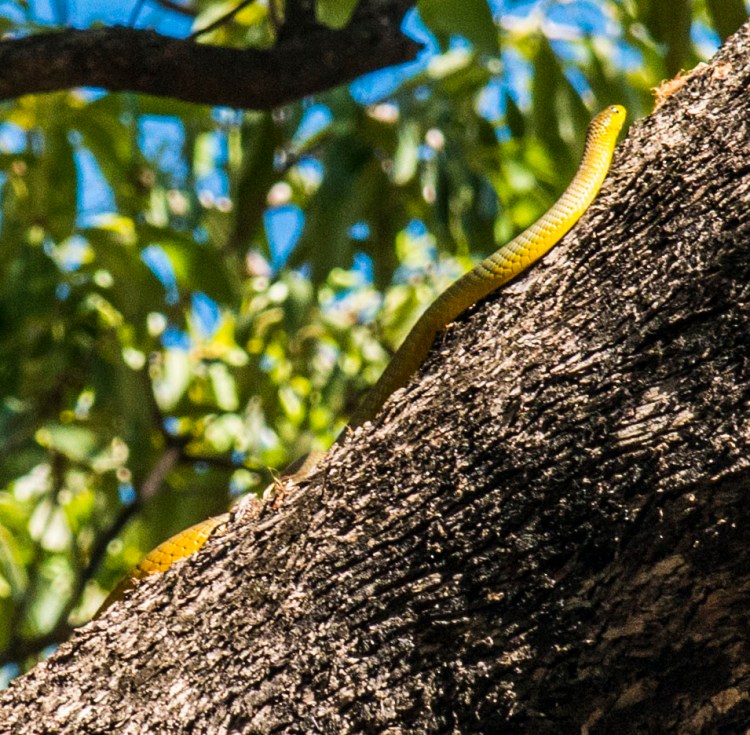 Green tree snake 2